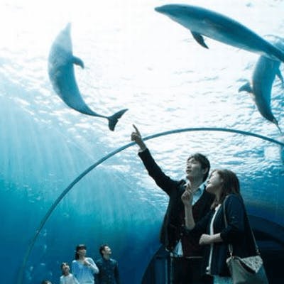 「《同年代》×《水族館》で距離も縮まる♡
グループ婚活 in海遊館 」の画像1枚目