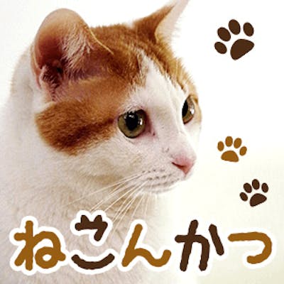 「開催確定《恋する♡癒しのねこんかつ》価値観の近い動物好きな男女で出会う♪」の画像1枚目