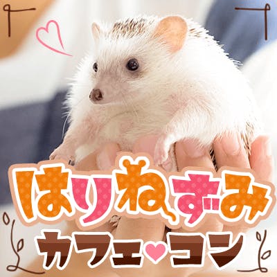 「《はりねずみに癒される♡趣味コン》
ちくちくカフェでまったりお話ししよ♪」の画像1枚目